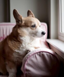 Nikon AF-S FX NIKKOR 58mm f/1.4G Lens for Nikon DSLR Cameras Lens Only 17 61Mwasj J2L