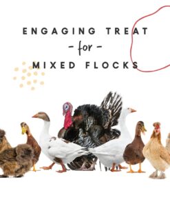 Manna Pro Harvest Delight - Whole Ingredient Chicken Treat - Harvest Mix of Grains, Raisins, Tomatoes, Carrots, Sunflower Seeds - Mixed Flock Poultry Treat - 2.5 lbs 21 61Mz6IQk6ML