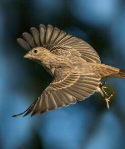 Sigma 1.4x Teleconverter TC-1401 for Canon Canon SLR Mount 34 61N0SSRfOBL