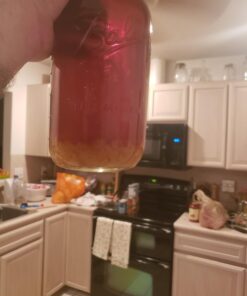 Quarter Cup Florida Sun Kefir Exclusive LIVE Prickly Pear Cactus Nodules Virgin Water Kefir Grains Unused 27 61N5PMG2dmL