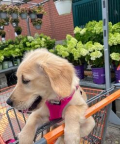 Petstages Orka Mini Dental Dog Chew Toys - 3 Pack Dental Chew 3 Pk 34 61N6S2h rL