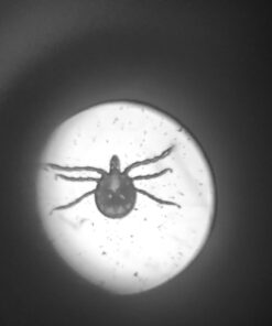 Educational Insights Nancy B's Science Club Microscope for Kids, Microscope Kit, Gift for Boys & Girls, Ages 8-12 36 61N7G7iuqHL 1