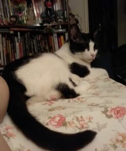 DMI Ortho Bed Wedge Elevated Leg Pillow, Supportive Foam Wedge Pillow for Elevating Legs, Improved Circulataion, Reducing Back Pain, Post Surgery and Injury, Recovery, Blue 8" x 20" x 24" 8 Inch 51 61NAWDBdhRL