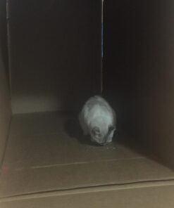 KONG - Naturals Premium Catnip - Premium North American Grown - 2 Ounce 40 61NAY630czL