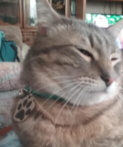 Petmate Aspen Pet Breakaway Fashion Collar, 3/8" x 8-12", Sub Geo Blue 3/8" x 8-12" 41 61NDmBLcsfL