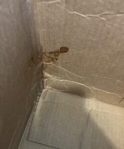 Purina Friskies Gravy Wet Cat Food Variety Pack, Tasty Treasures Prime Filets - 5.5 Ounce (Pack of 12) 5.5 Ounce (Pack of 12) 31 61NEKW pbkL 1