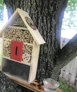 300 Live Ladybugs - Good Bugs - Ladybugs - Guaranteed Live Delivery! 46 61NMOE4oCL