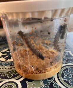 10 Live Caterpillars Shipped Now: Butterfly Kit Refill 50 61NQdruLuZL