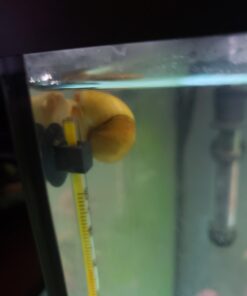 Golden Mystery Snail - 1/2"-2" - Algae Eater for Aquariums 48 61NS wGrsVL