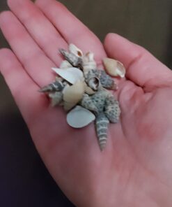 Tiny Miniature Fairy Garden Beach Critter Seashells Marine Life Collection for Art & Craft Project, Outdoor & Indoor Home Decoration, Party Favor, Invitation (4.5oz Bag, 500 Shell) 34 61NS4EMxIbL 1