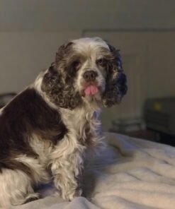 Pet MD - Benzoyl Peroxide Medicated Shampoo for Dogs and Cats - Effective for Skin Conditions, Dandruff, Itch Relief, Acne and Folliculitis - Citrus Scent - 12 oz 25 61NVgDoCPML