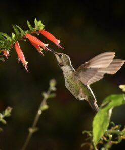 Evergreen Garden Hummingbird Feeder Replacement Spout  2.7”W x 4" H 12 61NWLJGZsLL