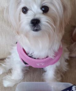 Goody Girls Ouchless Elastics, 2 mm, 72 Count Assorted Colors 72 Count (Pack of 1) 23 61Ncbn5aM6L