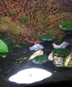 SunGrow 50 pcs Catappa Indian Almond Leaves for Betta Fish Tank Aquarium, 2” Water Conditioner Leaves, Leaf Also Suitable for Shrimp, Goldfish, Guppy and Frogs 50 Leaves 60 61NgYN6M5vL