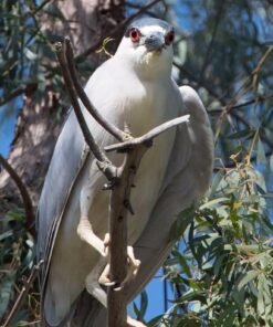 Nikon D500 DX-Format Digital SLR (Body Only), Base 106 61NyIJkUnKL