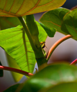 Canon EF-S 55-250mm f/4.0-5.6 is II Telephoto Zoom Lens Base Standard Packaging 45 61O67vdZc7L