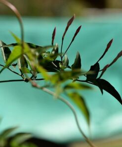 Nikon AF-S VR Micro-NIKKOR 105mm f/2.8G IF-ED Lens Lens Only 61 61O9ZhIefBL