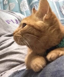 Petmate Aspen Pet Breakaway Fashion Collar, 3/8" x 8-12", Sub Geo Blue 3/8" x 8-12" 36 61OO3lGPJuL