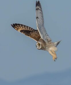 Sigma 150-600mm 5-6.3 Sports DG OS HSM Lens for Canon Canon SLR Mount US Version 87 61OUXOyrrAL