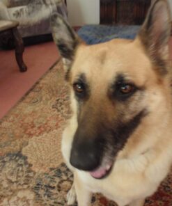 ProDen PlaqueOff Dental Bones Chicken & Pumpkin 17 Ounce 17 Ounce (Pack of 1) 12 61OYyrLQKL