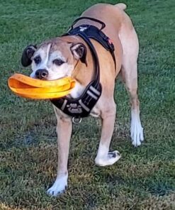 West Paw Zogoflex Zisc Dog Flying Disc, High Flying Aerodynamic Disc for Dogs Puppy – Lightweight, Floatable Disc for Fetch, Tug of War, Catch, Play – Doubles as Food/Water Bowl, Large 8.5", Tangerine 1 26 61OcvmqZ7 L