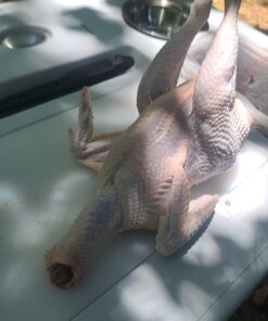 Kitchener Chicken Plucker De-Feather Remover Poultry and Fowl Food Processor Electric Stainless Steel Heavy Duty 1HP 120VAC 280RPM GFCI Connector 92 Soft Fingers 20" Drum Diameter 31 61Od3kQHjgL