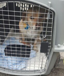 Petmate Sky Kennel Pet Carrier, 32 Inch, Gray, Made in USA 29.5"L x 19.8"W x 23.5"H 44 61OjGub9GiL