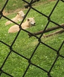 Alternative view of National Geographic Readers: Wolves Paperback