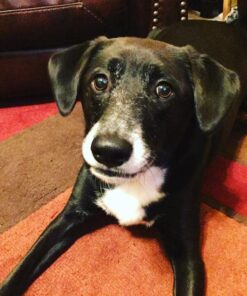 PEDIGREE DENTASTIX Large Dog Dental Care Treats Original, Beef & Fresh Variety Pack, 2.73 lb.Pack (51 Treats) Variety: Chicken, Beef & Fresh 51 Count (Pack of 1) 38 61Os RVWMSL