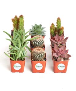 Shop Succulents | Cactus & Succulent Collection of Live Plants, Hand Selected Variety Pack of Cacti and Mini Succulents | Collection of 9 Standard Box 12 61Ox87BrcL