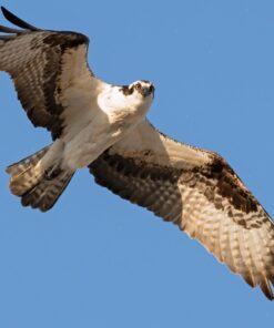 Nikon D500 DX-Format Digital SLR with 16-80mm ED VR Lens Black 56 61OysQ3jUL