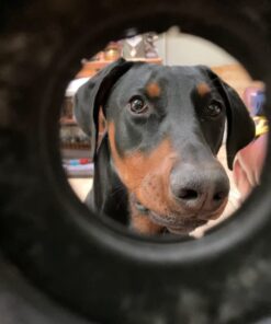 KONG Tires - Durable Dog Chew Toy - Durable Rubber Dog Toy & Treat Dispenser for Power Chewers - Tough Chew Toy for Fetch - Rubber Tire Chew Toy - Medium/Large Dogs Standard Packaging 39 61P12rqfQ9L