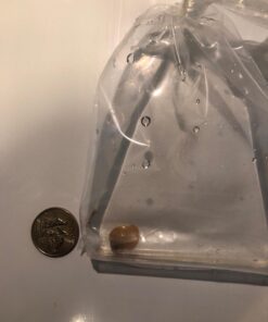 Golden Mystery Snail - 1/2"-2" - Algae Eater for Aquariums 44 61P74I n7L