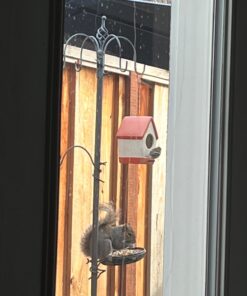 Wagner's 13008 Deluxe Wild Bird Food, 10 lb Bag Original Version 26 61P9UHf19qL