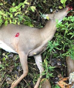 Swhacker SWH00207 #207 2 Inch Cut Broadheads Set of 3-100 Grain, Green, 2" 38 61P9ySA5AEL