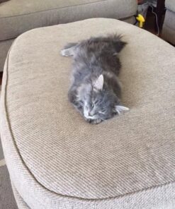 Comfort Zone Calming Diffuser Kit for Cat Calming Single Diffuser Kit Old Feliway Formula 34 61PDkdmwhiL