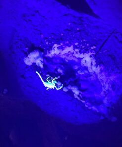 TERRO Scorpion Killer Aerosol Spray T2101 1 Pack 29 61PFOBB98mL