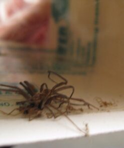 Catchmaster Mouse & Insect Super Glue Traps 30PK, Mouse Traps Indoor for Home, Extra Strength Sticky Pest Control Adhesive Tray for Catching Bugs, Rats & Rodents, Non Toxic Bulk Pre-Baited Glue Boards 49 61PIRkmXXL