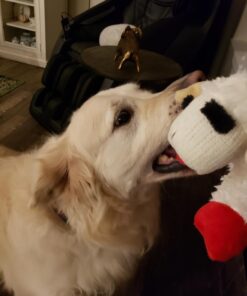 Multipet Plush Dog Toy, Lambchop, 10", White/Tan, Small 10" 39 61PKHPVARdL