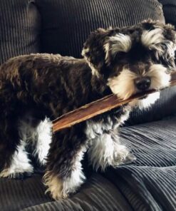 Best Bully Sticks 12 Inch Joint Jerky Gullet Dog Treats (12 Pack) - All-Natural Beef Dog Treats 12 Inch (12 Pack) 19 61PQbmTPqNL