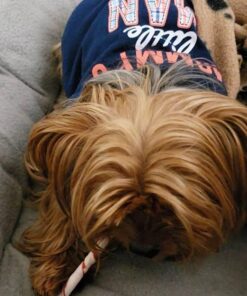 Dingo Twist Sticks Rawhide Chews, Made With Real Chicken, 50 Count 50 Count (Pack of 1) 1 pack 22 61PUbyCMzPL