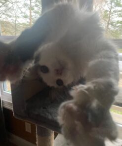 SPOT by Ethical Products A-Door-Able Plush Bird Cat Toy with Feathers – Interactive Cat Toy for Indoor Cat – with Catnip 4.5" 19 61PX8Iw7ITL