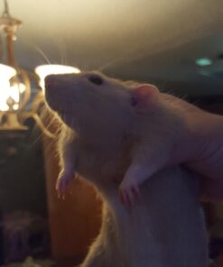 Oxbow Essentials Adult Rat Food - All Natural Adult Rat Food - Veterinarian Recommended- Made in the USA- Rich in Natural Vitamins & Minerals- No Artificial Ingredients- 3 lb. 3 Pound (Pack of 1) 35 61PZrmg6BQL