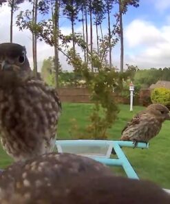 NETVUE Birdfy Lite - Smart Bird Feeder with Camera Solar Powered, Bird Watching Camera Wireless, Auto Capture Bird Videos & Motion Detection, Ideal Gift for Christmas Blue 52 61PmgWSrOJL