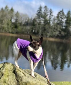 Gooby Fleece Vest Dog Sweater - Lavender, Medium - Warm Pullover Fleece Dog Jacket with O-Ring Leash - Winter Small Dog Sweater Coat - Cold Weather Dog Clothes for Small Dogs Boy or Girl Medium chest (~16") 29 61PslF1S1HL