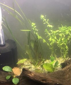 Hikari Bacto-Surge High Density Foam Filter, Large 23 61PvkSCwFFL