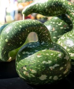 Alternative view of Speckled Swan Gourd Squash Seeds for Planting, 15 Heirloom Seeds Per Packet, (Isla's Garden Seeds), Non GMO Seeds, Botanical Name: Lagenaria siceraria 'Speckled Swan', Great Home Garden Gift
