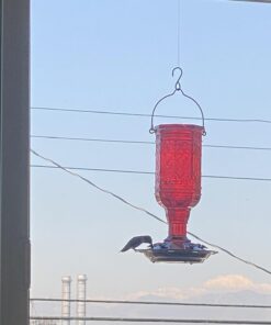 More Birds Red Jewel Hummingbird Feeder, Glass Hummingbird Feeders for Outdoors, 5 Feeding Stations, 20 Ounces Standard Packaging 34 61PytXvdBL