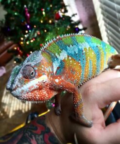 Croci Zoo Med Reptile Fogger Terrarium Humidifier,Black 27 61Q YHl4O5L