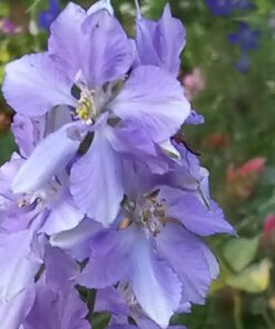 Hummingbird Nectar Wildflower Seeds Bulk Open-Pollinated Wildflower Seed Mix Packet, Non-GMO, No Fillers, Annual, Perennial Wildflower Seeds Year Round Planting - 1 oz 100 61Q8AwI5uxL